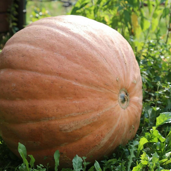 Graines de potiron atlantic giant - vilmorin sachet