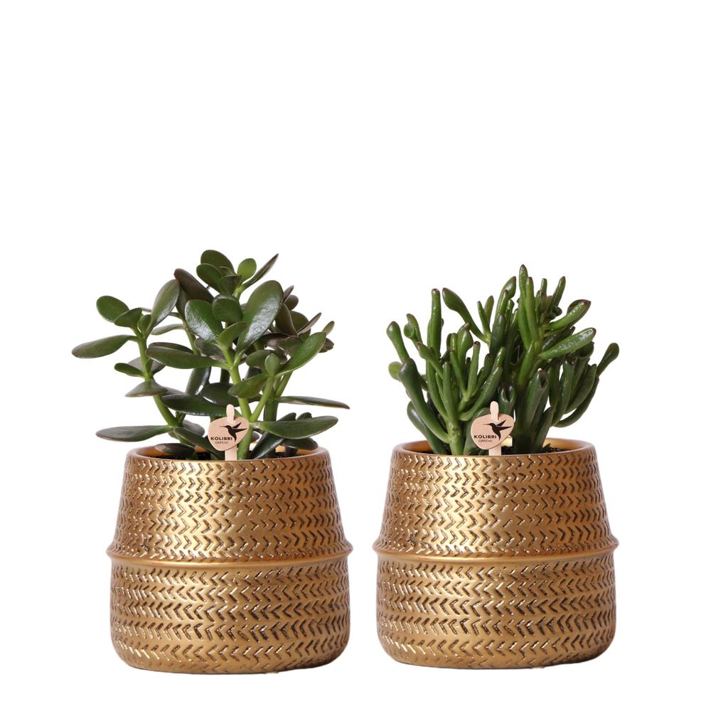 Coffret cadeau succulente et ses caches-pots dorés - lot de 2, h20cm - plantes d'intérieur