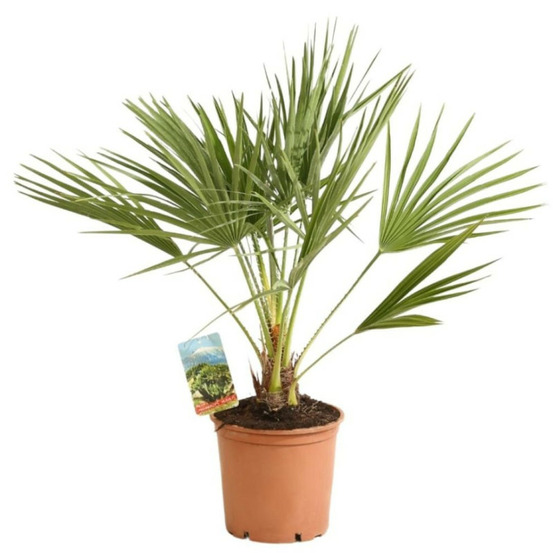 Palmier nain chamaerops humilis 60/70 cm pot 3l
