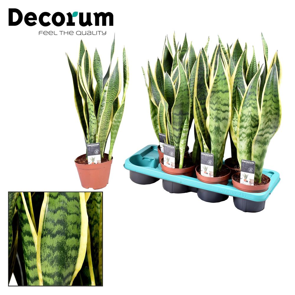 Sansevieria laurentii - ø14cm - ↕55cm - plantes d'intérieur