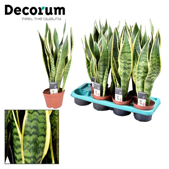 Sansevieria laurentii - ø14cm - ↕55cm - plantes d'intérieur