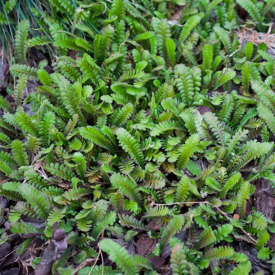 Cotule à bractées - le pot / ø 9cm, vendu par lot de 4