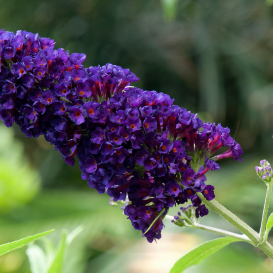 Arbre aux papillons black knight - buddleja davidii black knight 80/100 cm pot 3l