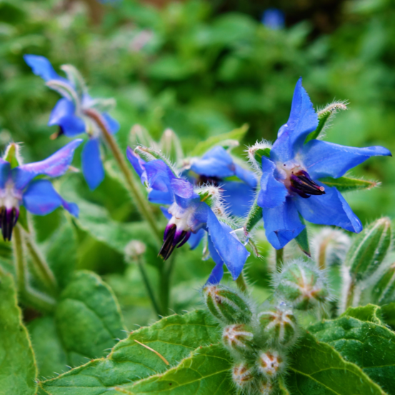 Plant bourrache pot 1l