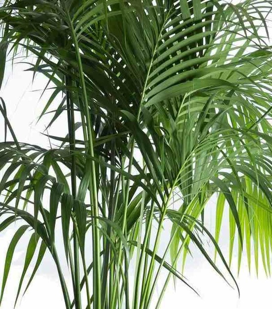 Howea forsteriana (kentia) pot de 15 litres ? 160/180 cm