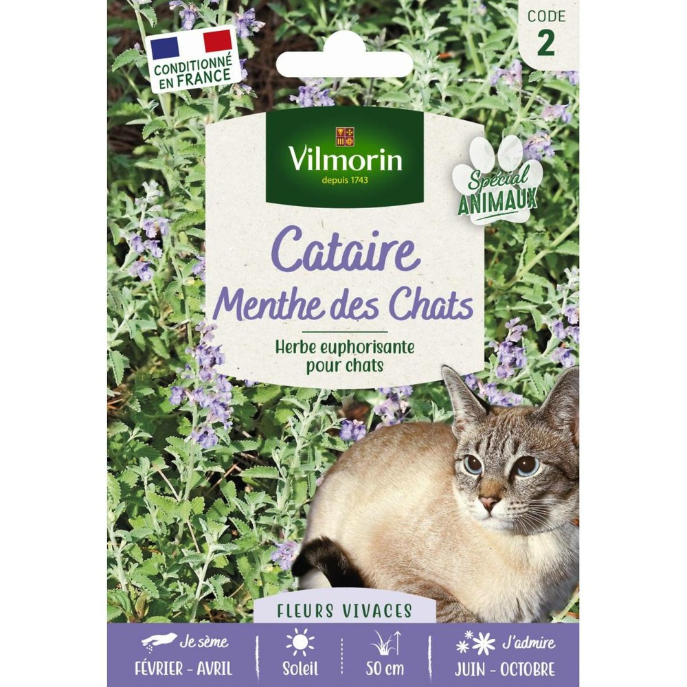Sachet de graines cataire menthe des chats format économiqe