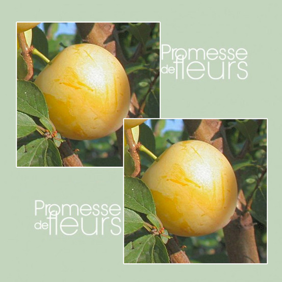 Prunier 'golden japan' racines nues, scion