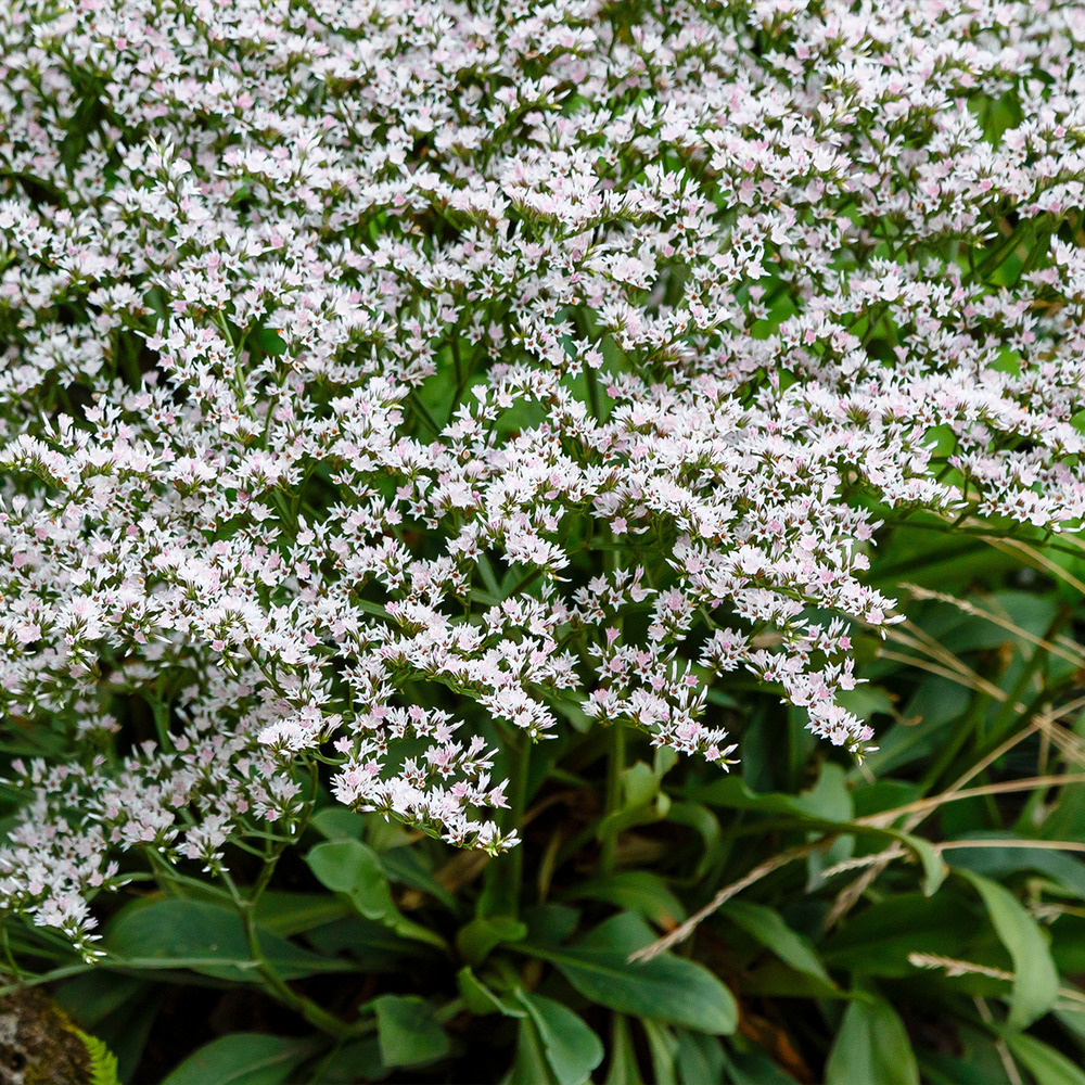 Statice collinum godet de 8/9 cm