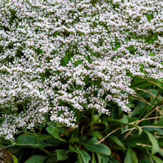 Statice collinum godet de 8/9 cm