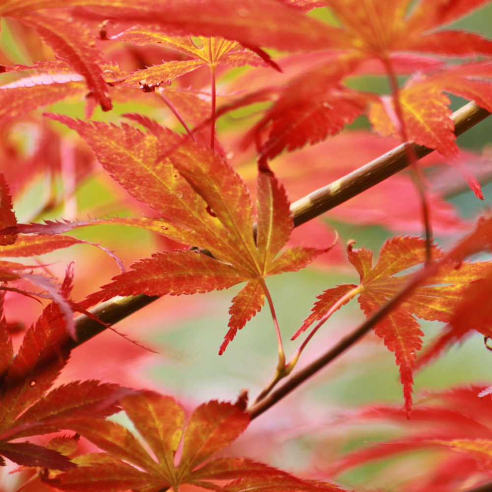 Érable palmé cascade gold - acer palmatum cascade gold 40cm