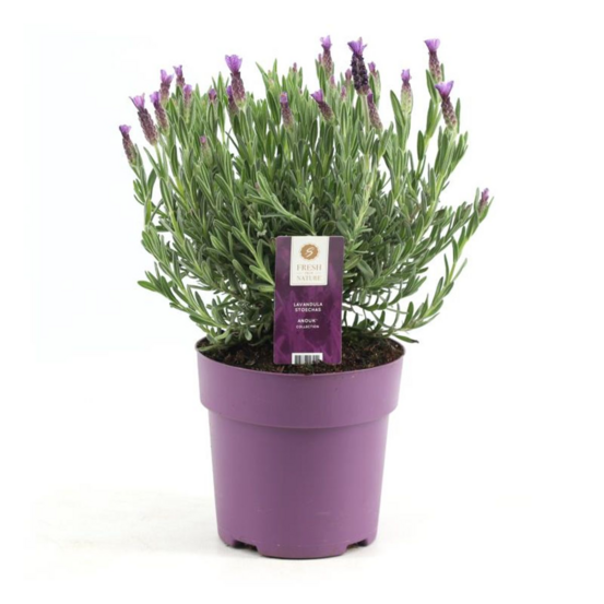 Lavande (lavandula stoechas) 'anouk pink'