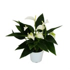 Petite fleur flamant rose - anthurium andreanum - bébé anthurium - mini plante - pot 7cm - fleurs blanches - white champion