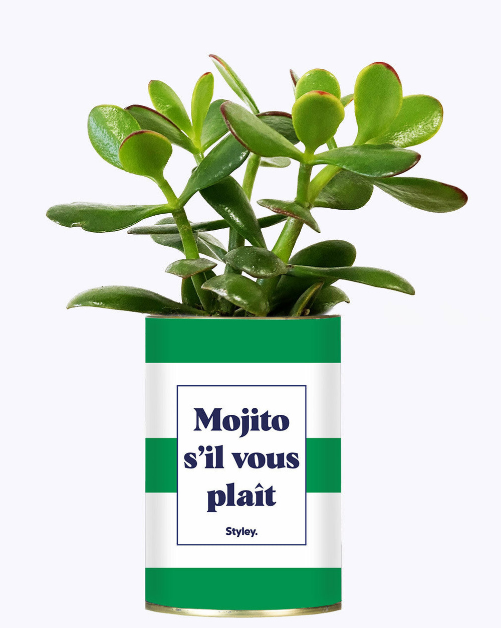 Idée cadeau - mojito s'il vous plait - cactus