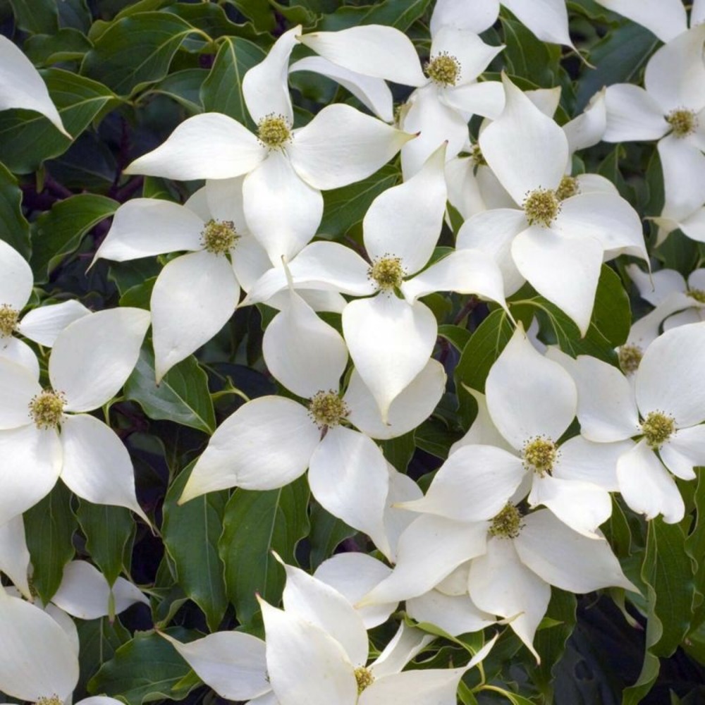 Cornouiller de chine (cornus kousa subsp. Chinensis)