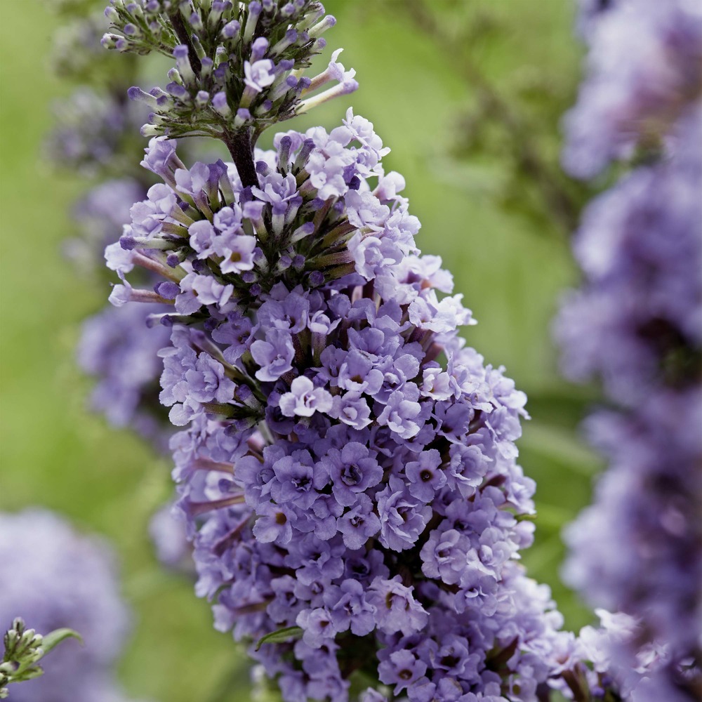 Arbre aux papillons 'high five purple' pot de 2l/3l