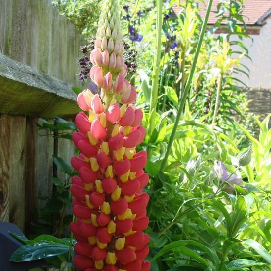 Lupin 'west country tequila flame ' pot de 10 cm/11cm