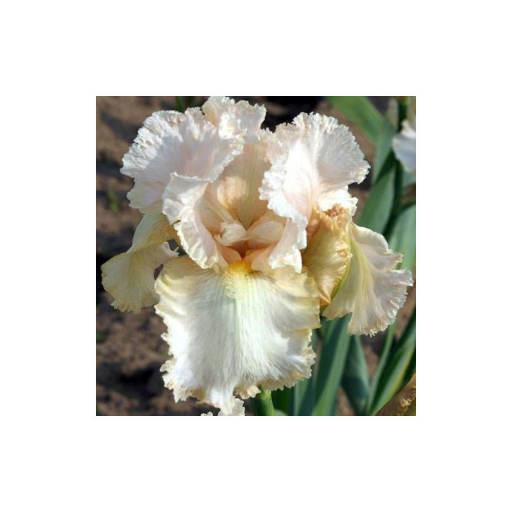 Iris des jardins buffy godet - 5/20 cm