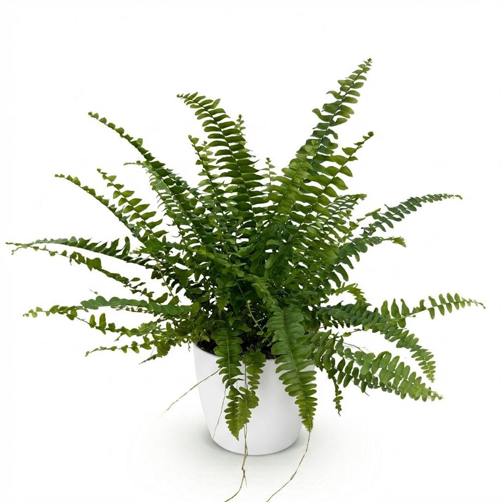 Nephrolepsis exaltata green lady - pet-friendly - pot de 12cm - hauteur 25-30cm