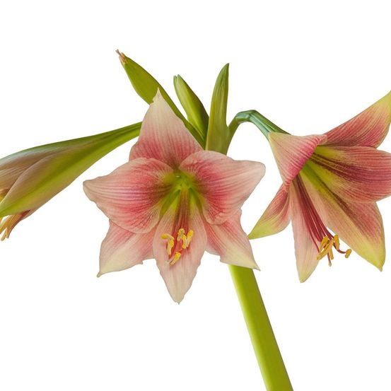 Amaryllis 'misty' bulbe calibre 24/26