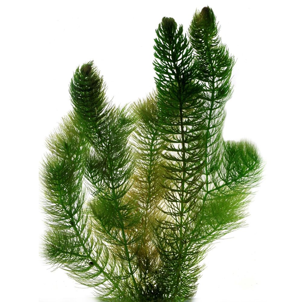 Hoornblad ceratophyllum demersum vijver - 2l drijvende zuurstofplant anti-alg