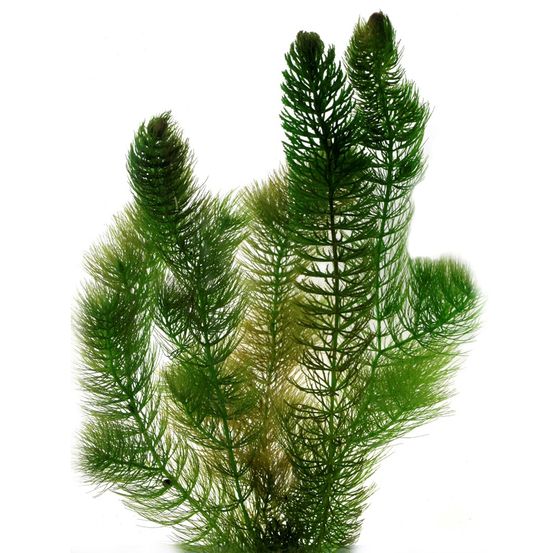 Hoornblad ceratophyllum demersum vijver - 2l drijvende zuurstofplant anti-alg