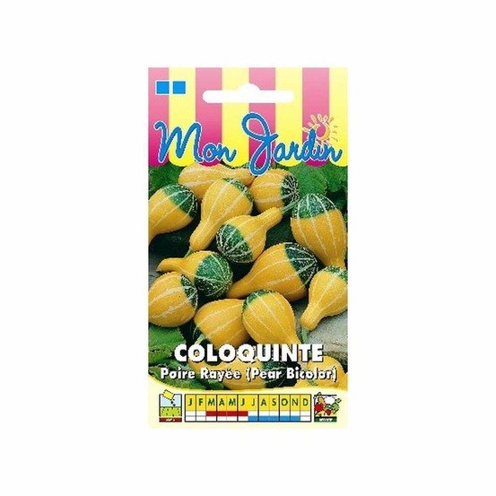Coloquinte poire rayée