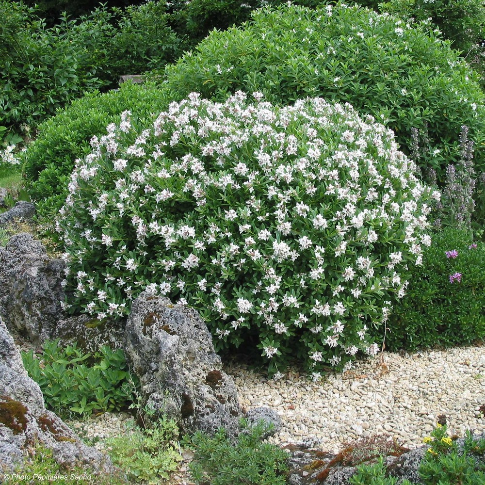 Bois-joli eternal fragance® 'blafra' pot de 2l/3l