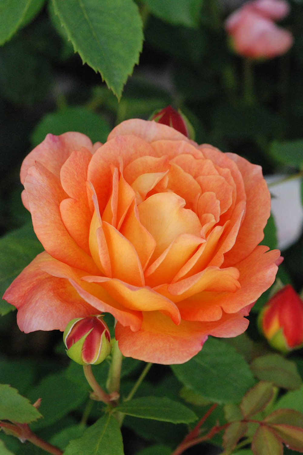 Rosier david austin 'lady of shalott' ? - en pot de 5 litres