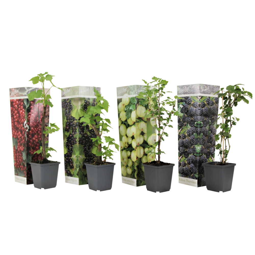 Mélange de baies - set de 4 - rubus, rubrum, uva, fructosus - h25-40cm - ⌀9cm