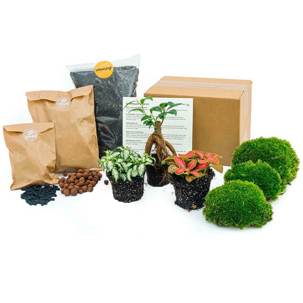 Kit rempotage plantes pour terrarium 3 plantes : ficus + 2 fittonia -