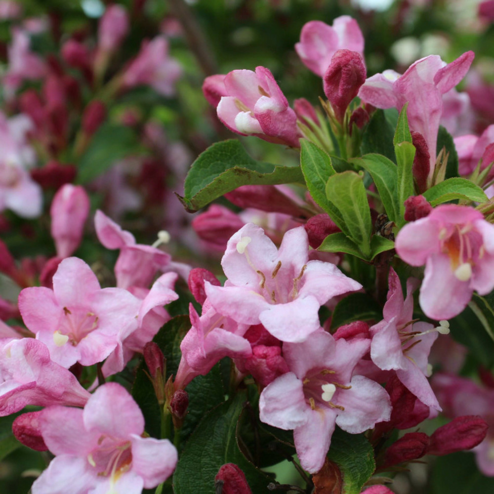 Abélia x grandiflora 'raspberry profusion' (abelia x grandiflora 'raspberry profusion')