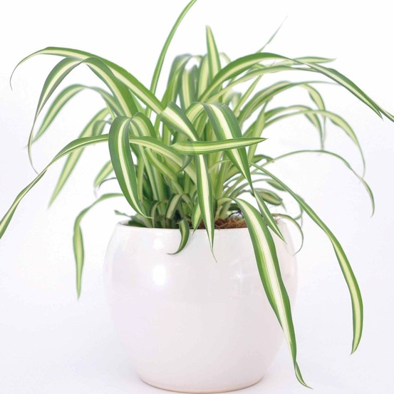 Chlorophytum atlantic - le pot / ø 12cm / hauteur livrée environ 20cm