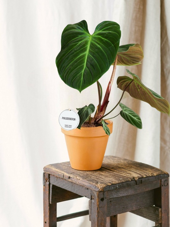 Philodendron el choco red 50cm - plante d'intérieur