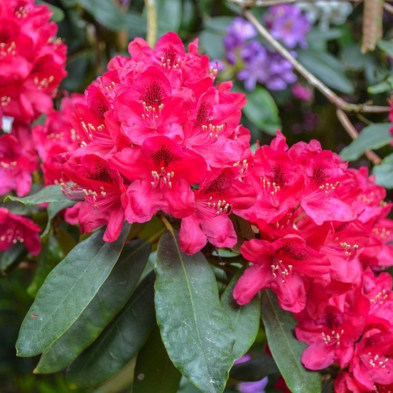 Rhododendron 'elisabeth' pot de 4l/5l
