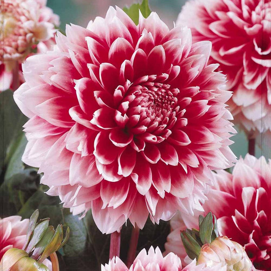 3 dahlias décoratifs fubuki rouge et blanc - le sachet de 3 bulbes / calibre i