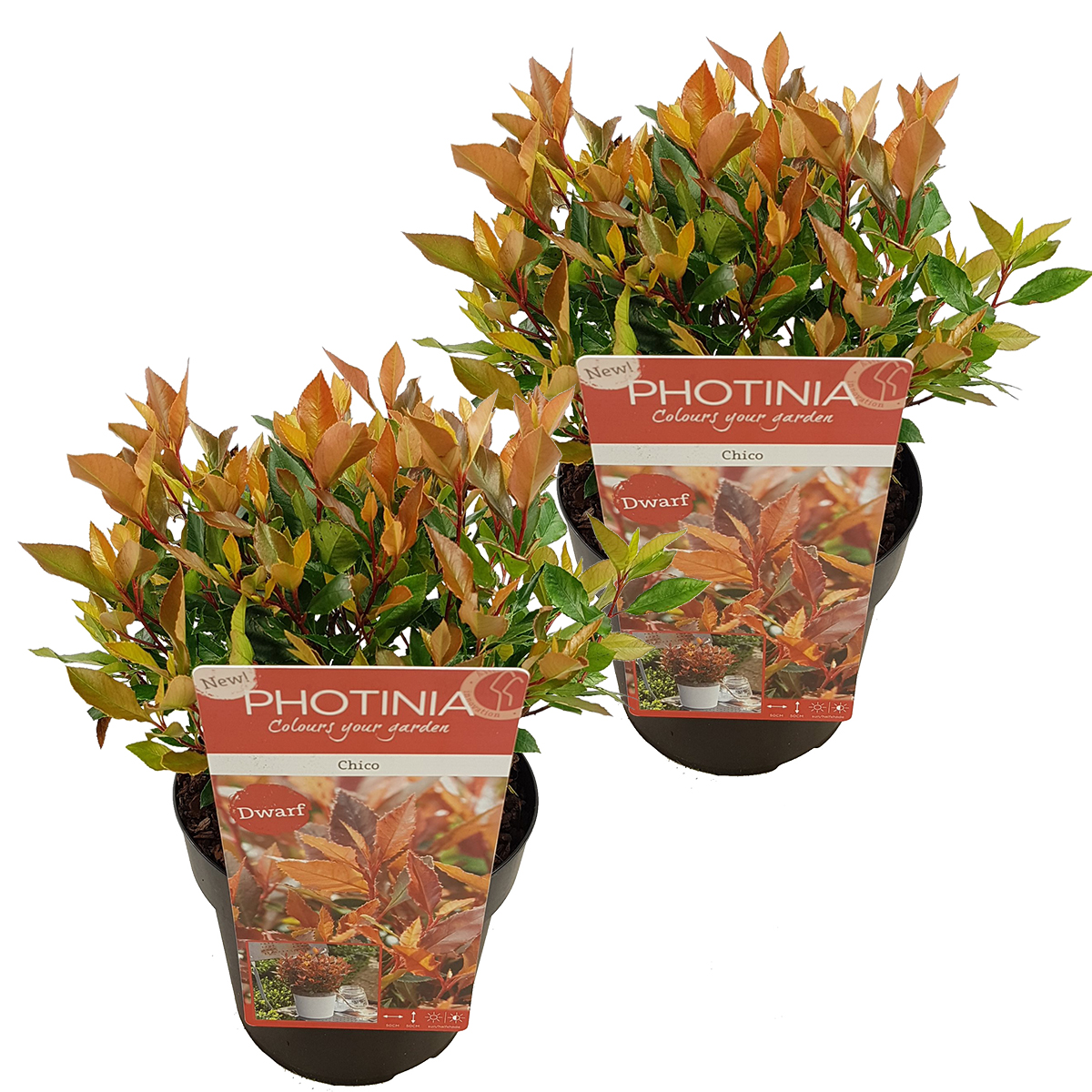 Brillance neflier - photinia 'chico' par 2 pièces - plante d'extérieur en pot de pépinière ⌀19 cm - ↕30-40 cm