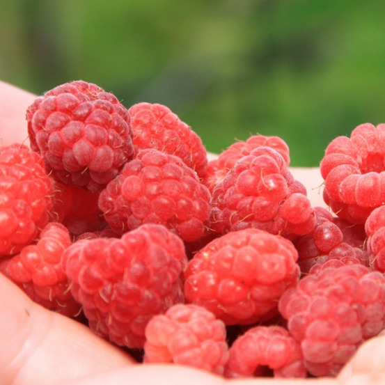 Framboisier ottawa pot de 5l - 40/80 cm