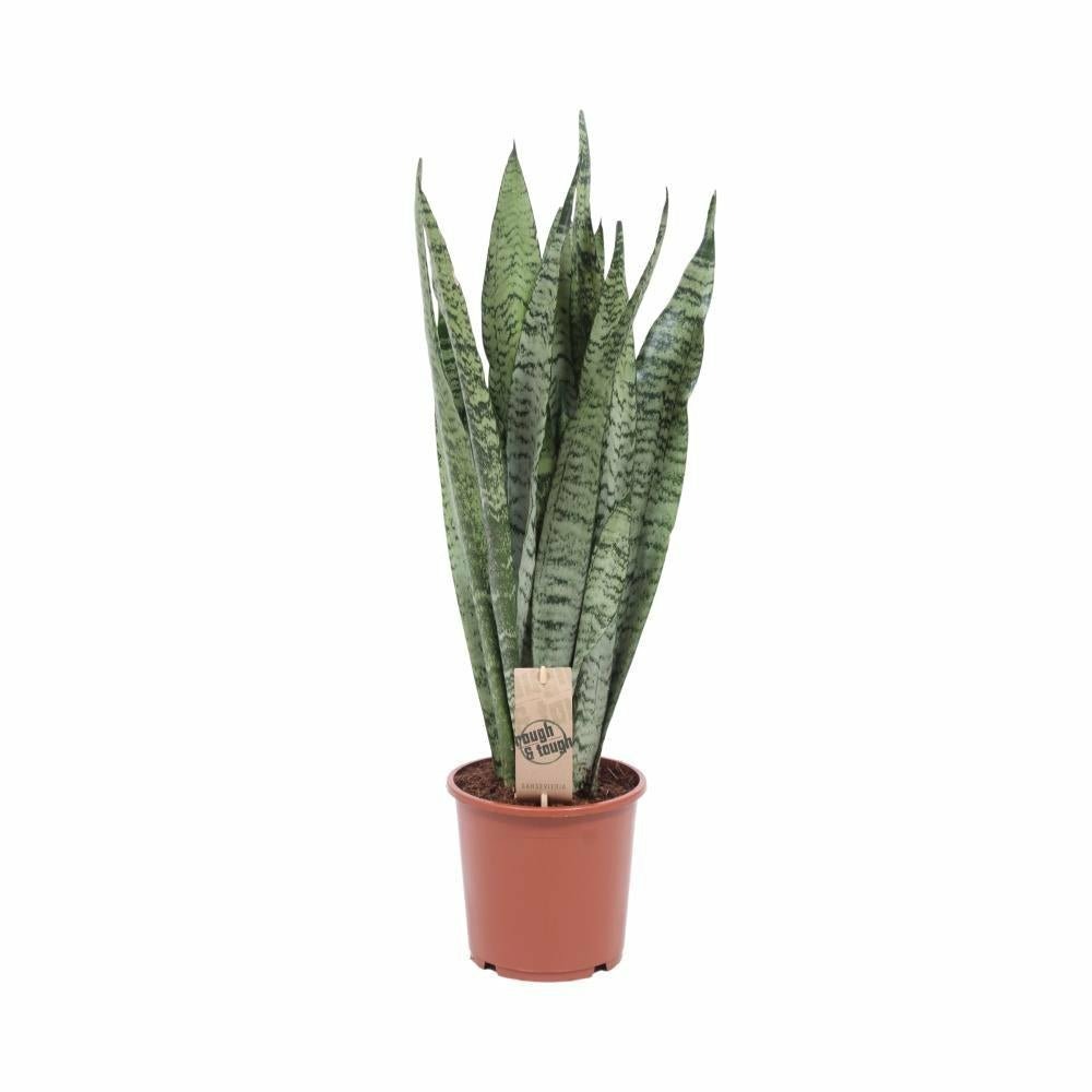 Sansevieria zeylanica - h60 cm - ø17 cm