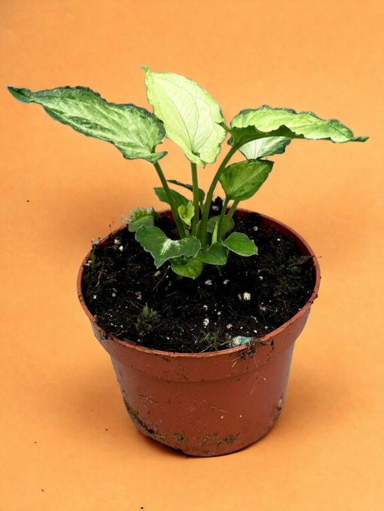Syngonium mouse ears