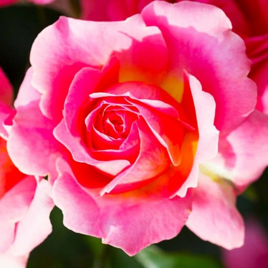 Rosier 'astrée'