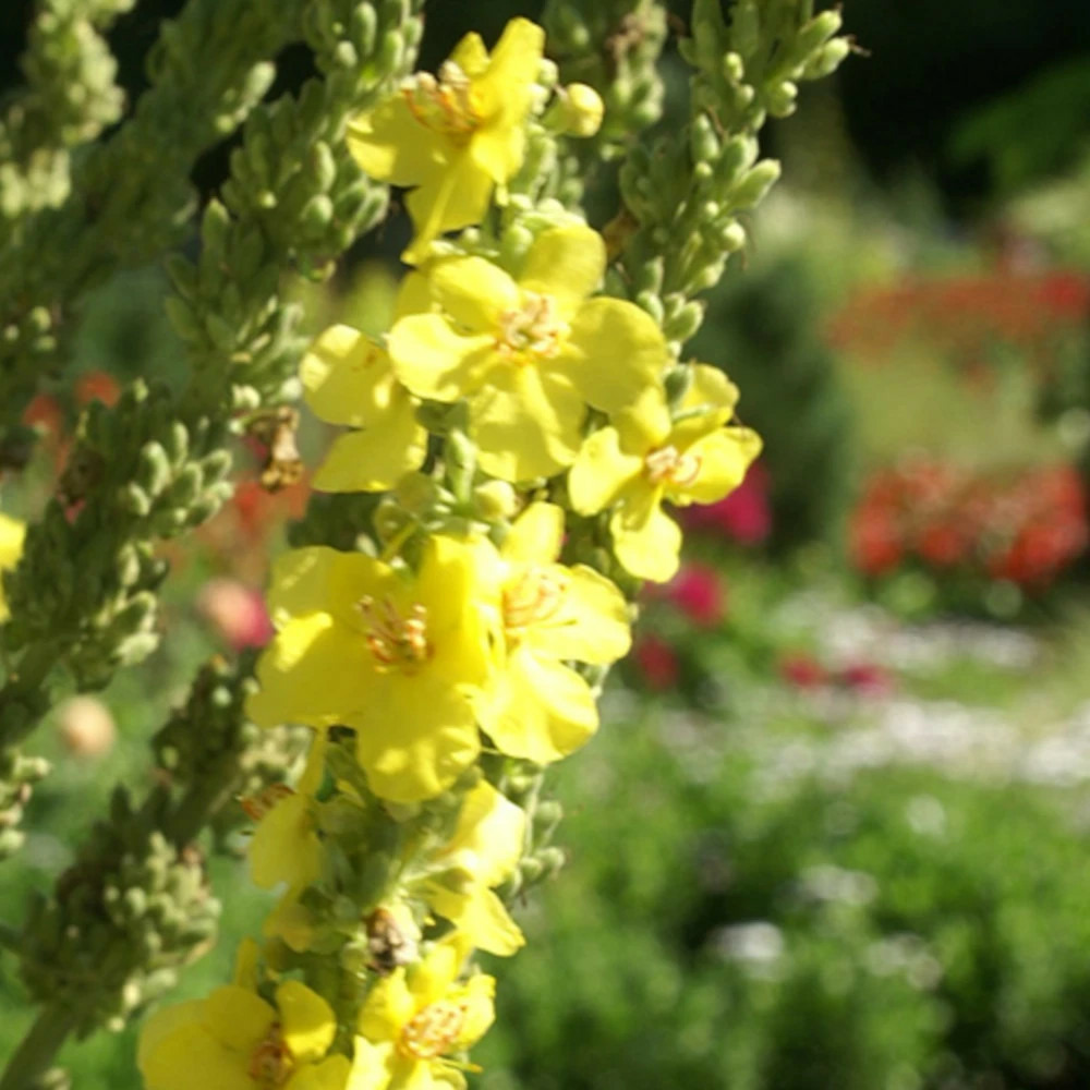 Molène olympicum godet - 5/20 cm