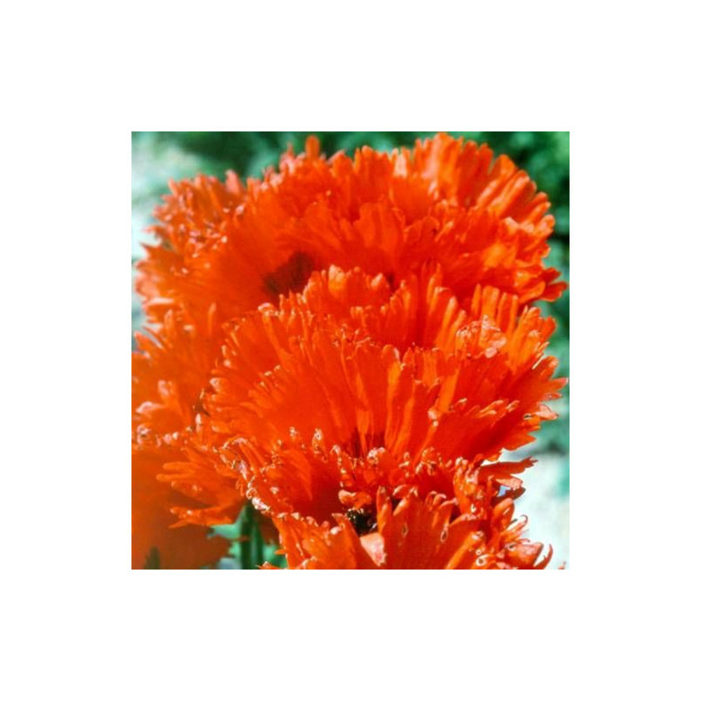 Pavot orientale türkenlouis godet - 5/20 cm