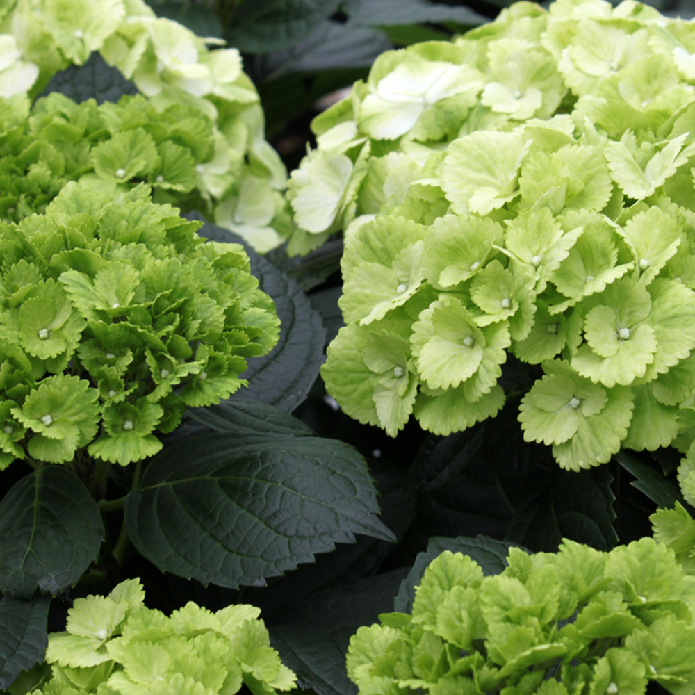 Hortensia 'verdi' pot de 4l/5l