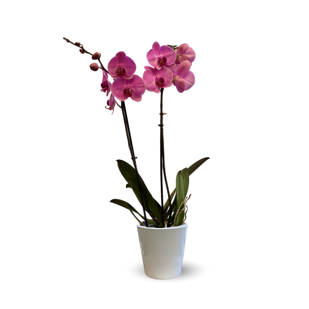 Orchidée rose - double branche - phalaenopsis - ↕ 60-70 cm - ⌀ 12 cm - cache pot en céramique blanc