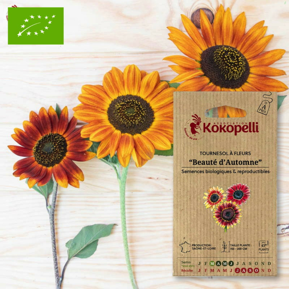 Graines bio à semer - tournesol à fleurs beauté d'automne