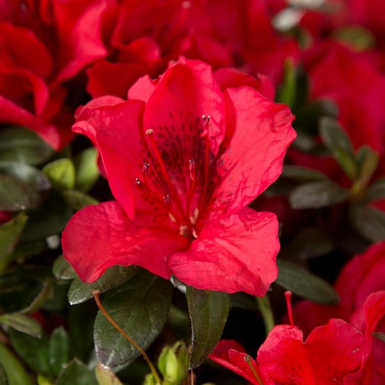 Azalée japonaise 'encore autumn fire' pot de 3l/4l