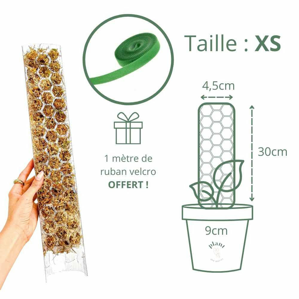 Pack x3 tuteur transparent pour plante + 1m ruban velcro offert - support pour plantes grimpantes - x3 taille xs