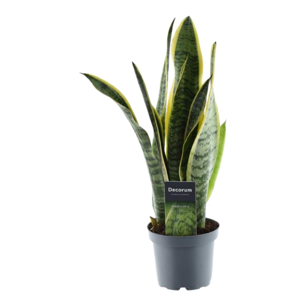 Sansevieria - plantes d'intérieur