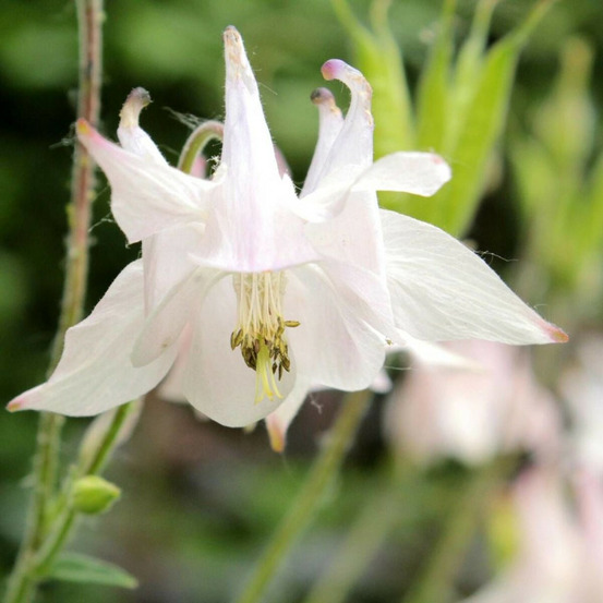 Ancolie kristall godet - 5/20 cm