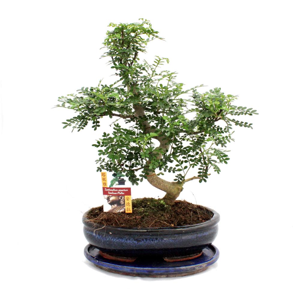 Poivre de bonsaï szechuan - zanthoxylum piperitum - env. 12-15 ans